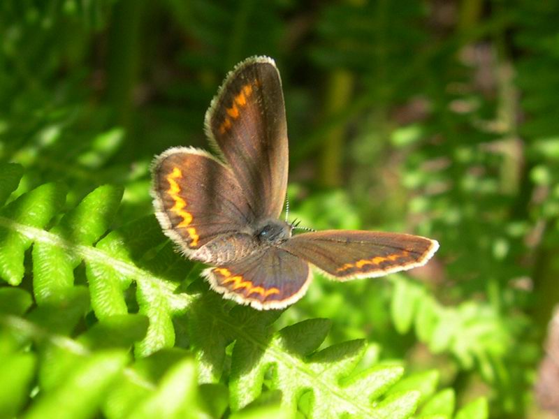 Lepidotteri
